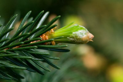 Picea abies 'Formanek' - smrk ztepilý, obecný - pupen jaro